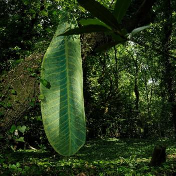 Коврик лист пальмовый хлопок махровый для ванной 65х185 Фьюле (Feuille) 165 - Зеленый от Abyss and Habidecor (Абисс Хабидекор)